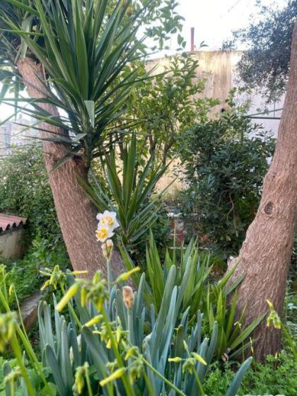 Central house with beautiful garden - image 11